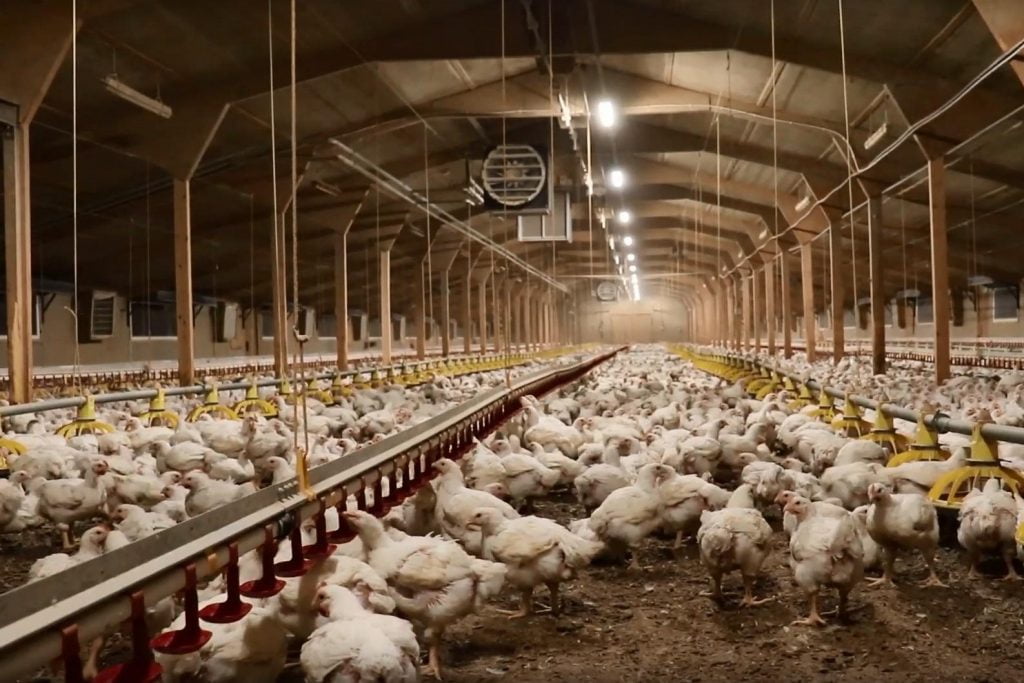 solar ventilation fans for poultry shed solar ventilation fans for poultry shed