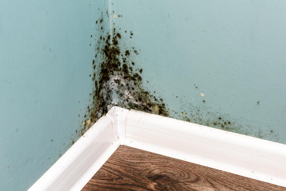 mold-in-the-home ventilation system help prevent mould in the home